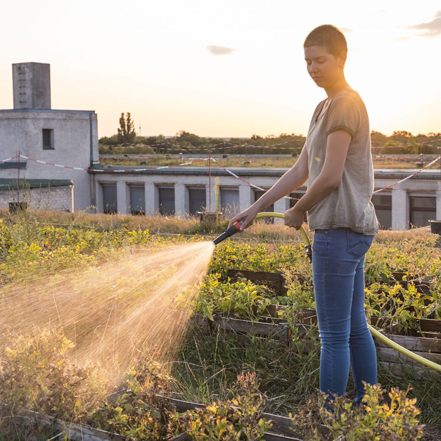 Dachbegrünung-Kassel-Dackdecker