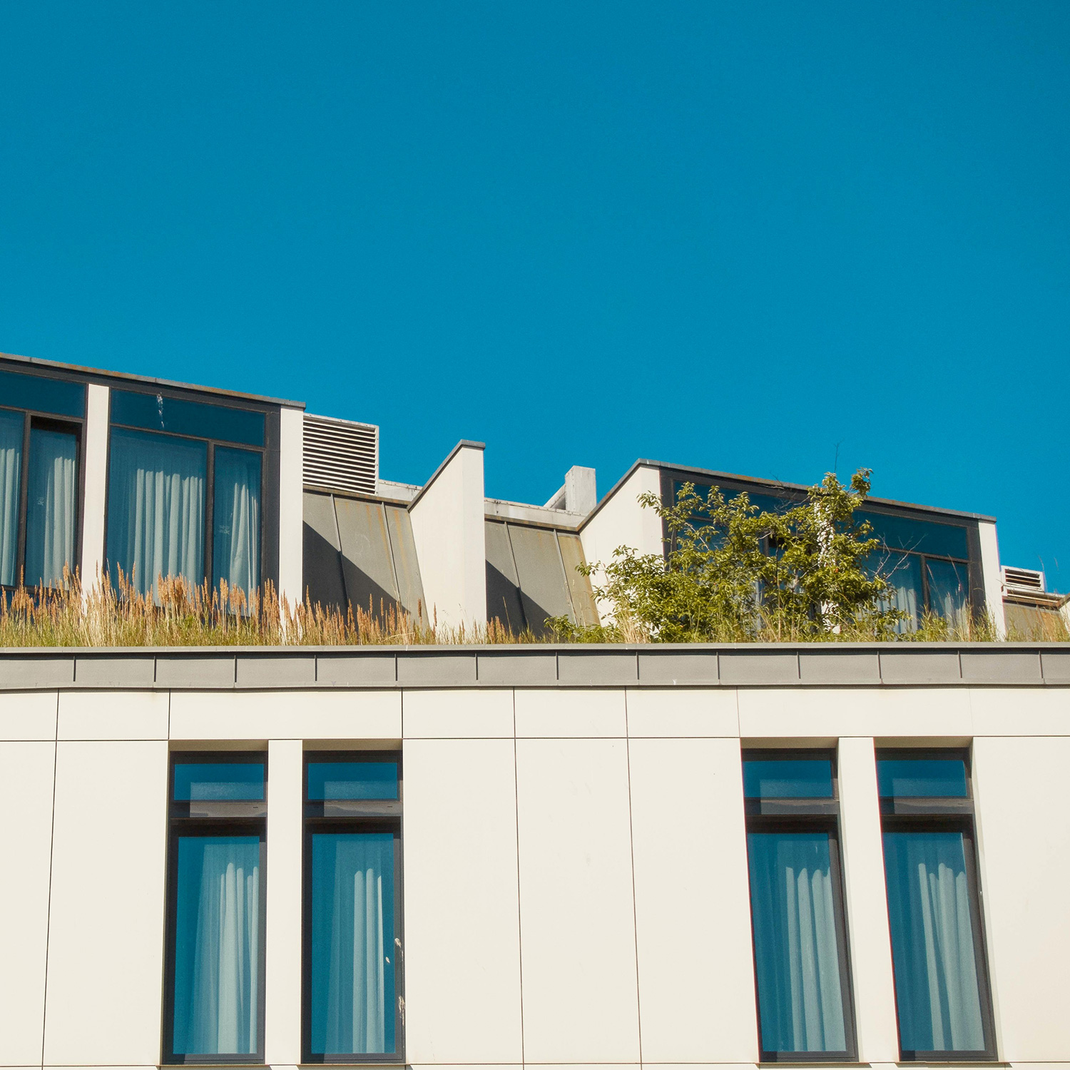 Dachbegrünung-Kassel